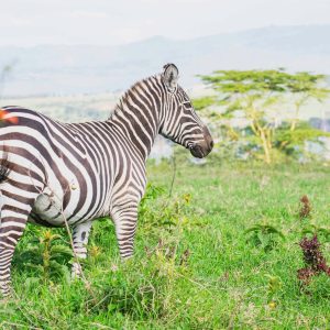 4 Days Bush to Beach Standard Safari