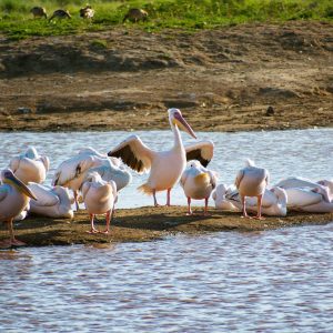 7 Days Masai Mara, Lake Nakuru & Amboseli | Kenya Lodge Safaris