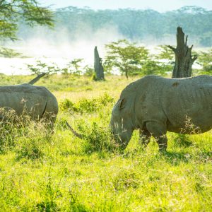 8 Days Kenya Tanzania Safari: Lake Nakuru, Masai Mara, Serengeti & Ngorongoro Safari