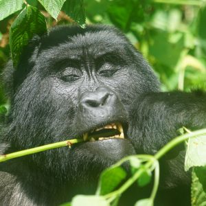 3Days Gorilla trekking Safari to Bwindi Impenetrable National Park