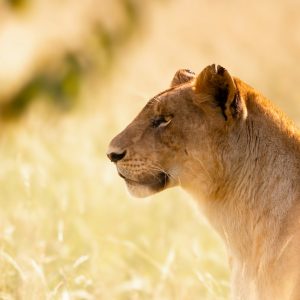 5 Days Masai Masai Mara Game Reserve & Lake Nakuru National Park