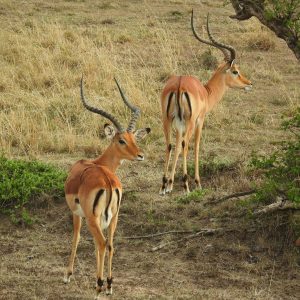 5 Days Naivasha Nakuru Masai Mara Luxury Safari